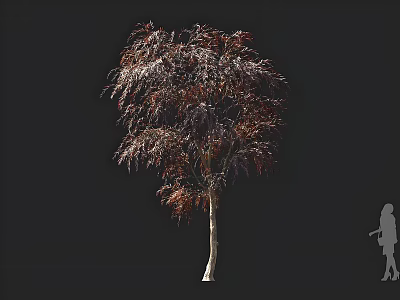 Tall Red Leaf Tree With White Trunk In Black Background And Human Silhouette 3d model