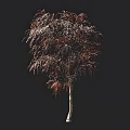 Tall Red Leaf Tree With White Trunk In Black Background And Human Silhouette 3d model