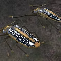 Two Reptiles With Black White Patterns And Long Legs On Natural Ground