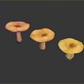 Three Yellow Mushrooms With Round Caps And White Stems On Dark Surface