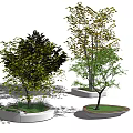 Diverse Arbor Trees With Green Yellow Dark Leaf Colors In Planters And Shadows