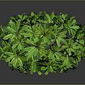 Green Leafy Plant With Lush Foliage In Cube Shape On Gray Background