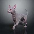 Sphynx Cat With Hairless Pink Skin Red Eyes Standing On Shiny Dark Floor