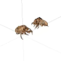 Detailed View Of Two Brown Beetles With Intricate Patterns On White Background