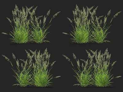 Clustered Green Grass With White Spikes Displayed In Various Angles On Black Background 3d model