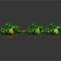 Colorful Plants With Green Leaves And Red Yellow Flowers Arranged On Dark Background