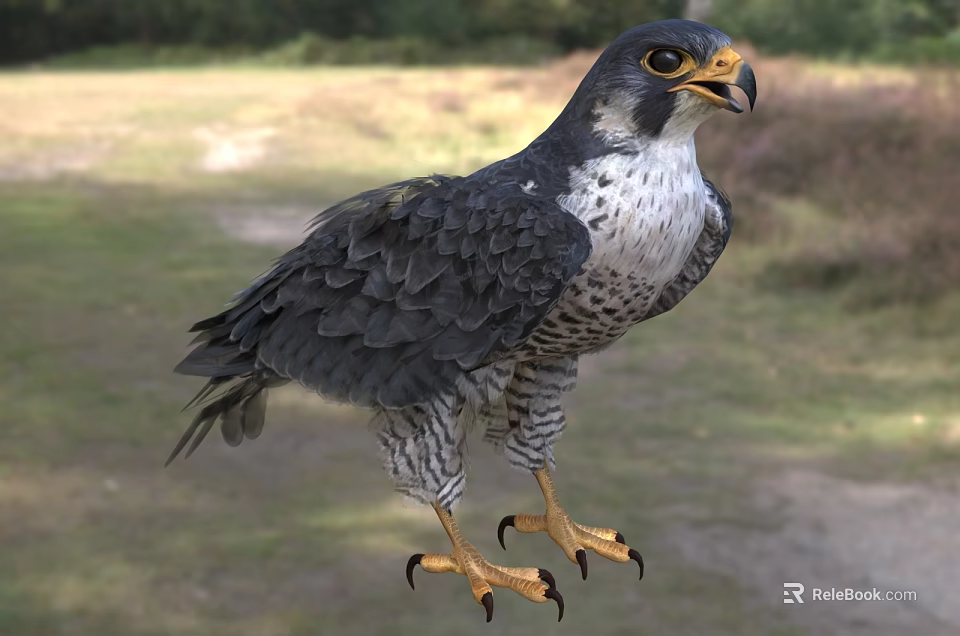 Falcon Standing In Natural Grassland With Gray Black Feathers Yellow Talons Sharp Claws 3d model 