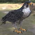 Falcon Standing In Natural Grassland With Gray Black Feathers Yellow Talons Sharp Claws
