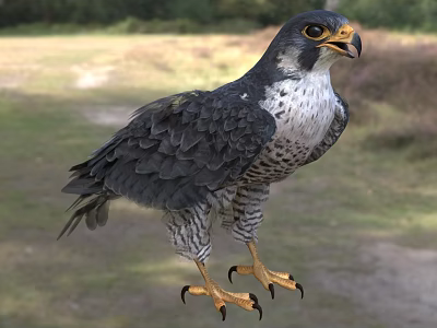 Falcon Standing In Natural Grassland With Gray Black Feathers Yellow Talons Sharp Claws 3d model