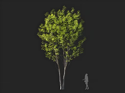 Tall Arbor With Lush Green Leaves And Slender Trunk Near Human Figure Silhouette 3d model