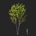 Tall Arbor With Lush Green Leaves And Slender Trunk Near Human Figure Silhouette