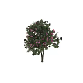 Beautiful Ornamental Tree with Lush Green Leaves and Pink Blossoms in Full Bloom