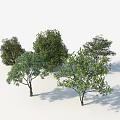 Modern Tree Pit Design Featuring Multiple Green Trees And Lush Foliage 3d model