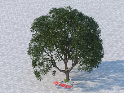 Camphor Tree With Lush Green Foliage And Rounded Crown In Outdoor Area 3d model