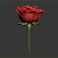 Vibrant Red Rose Flower With Green Stem And Leaves On Gray Background