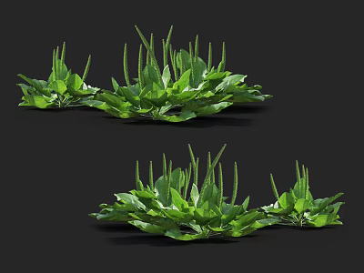Fresh Green Herb Plants Growing With Slender Stems And Lush Foliage 3d model