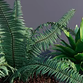 Lush Potted Bonsai Plants With Ferns And Green Foliage On Gray Background And Visible Soil