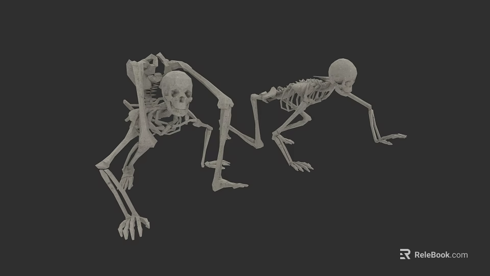 Skeletal System Two Human Skeletons in Different Poses Showing Anatomical Structure 3d model 