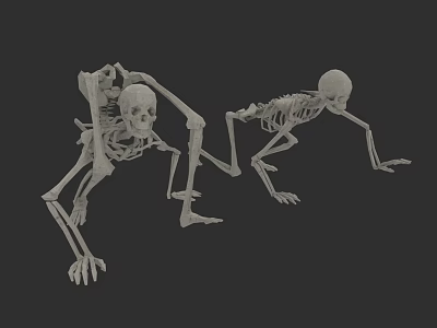 Skeletal System Two Human Skeletons in Different Poses Showing Anatomical Structure 3d model