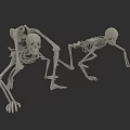 Skeletal System Two Human Skeletons in Different Poses Showing Anatomical Structure