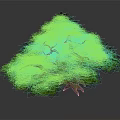 Lush Decorative Tree with Green and Yellow Foliage and Exposed Roots in Indoor Space