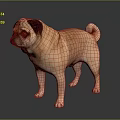 Tan Colored Pug Dog Standing On Dark Background With Shiny Floor 3d model
