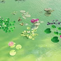 Beautiful Aquatic Flowers Plants With Lily Pads Lotus Blooms Duckweed On Green Water Surface