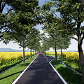 Scenic Road Facilities with Trees on Both Sides Yellow Flower Fields and Distant Mountains