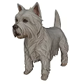 White West Highland Terrier Dog Standing With Shaggy Fur And Alert Ears