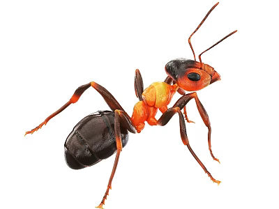 Close Up Of Orange And Black Reptile With Detailed Body Structure On White Background 3d model
