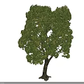 Healthy Deciduous Tree With Vibrant Green Foliage Strong Brown Trunk In Garden Landscape