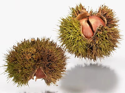 Fresh Chestnuts with Spiky Green Husks Split Open Revealing Edible Kernels 3d model