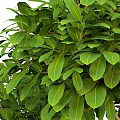 Tiered Shaped Green Plant in Red Pot with Lush Green Leaves Garden Decor