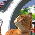 Orange Cat Standing in Courtyard with Butterflies Magnolia Flowers and Traditional Chinese Architecture