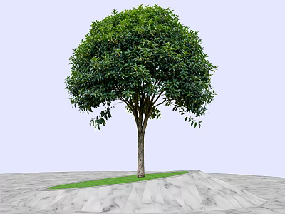 Lush Arbor Tree With Dense Green Foliage Straight Trunk On Grass And Stone Pavement 3d model