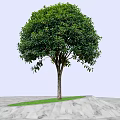Lush Arbor Tree With Dense Green Foliage Straight Trunk On Grass And Stone Pavement