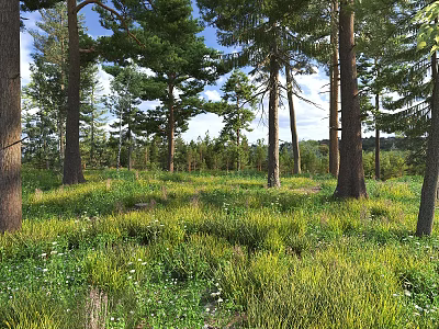 Serene Pine Forest Landscape With Lush Green Grass And Tiny Wildflowers Under Bright Blue Sky 3d model