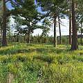 Serene Pine Forest Landscape With Lush Green Grass And Tiny Wildflowers Under Bright Blue Sky
