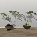 Bonsai Potted Plants with Lush Fern Leaves in Terracotta and Black Pots on Wooden Floor
