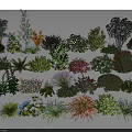Various Types Of Shrubs For Garden Landscaping And Outdoor Design Projects