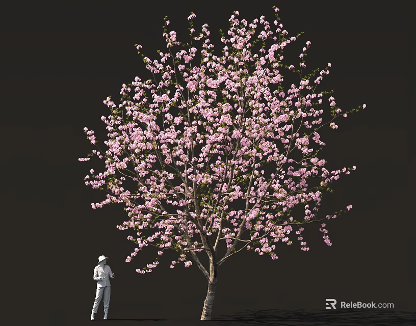 Cherry Blossom Tree with Pink Flowers and Person Taking Photos Underneath 3d model 