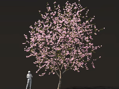Cherry Blossom Tree with Pink Flowers and Person Taking Photos Underneath 3d model