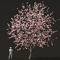 Cherry Blossom Tree with Pink Flowers and Person Taking Photos Underneath