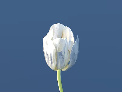 White Tulip with Blue Stripes Close Up Against Deep Blue Background 3d model