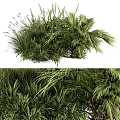 Lush Green Palm Plant With Broad Feathery Leaves And Tropical Foliage