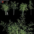 Various Bamboo Plants As Garden Features With Leafy Foliage In Landscape Design
