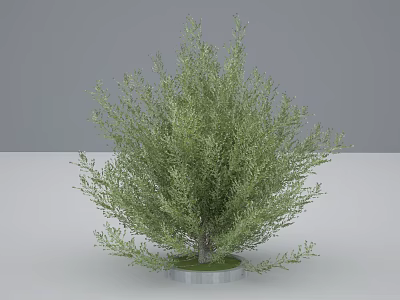 Green Shrub with Lush Foliage and Dense Branches on White Platform 3d model