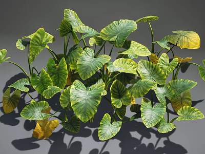 Lush Tropical Plants With Large Green And Yellow Leaves Casting Shadows 3d model