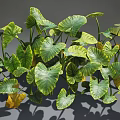 Lush Tropical Plants With Large Green And Yellow Leaves Casting Shadows