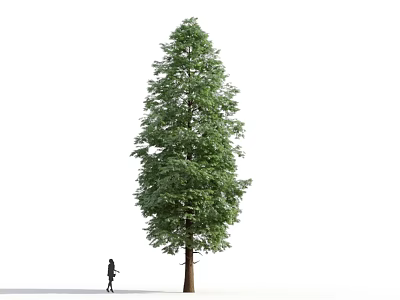 Tall Deciduous Tree With Lush Green Foliage And Person Walking Nearby 3d model